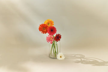 Gerbera